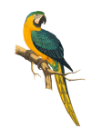 Macaw vintage uccello clipart