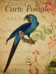 Cartão Postal do Macaw Vintage de Pássar