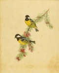 Birds Vintage Painting Art