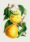 Pears Fruits Fruit Art