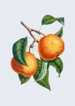 Birnen Früchte Obst Kunst