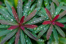 Leaves foliage raindrop plant