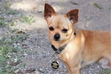 Brown Chihuahua Dog Close-up