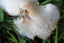 Brown texture on white mushroom