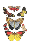 Vlinders instellen Vintage Clipart
