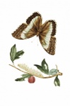 Papillon Chenille Art Vintage