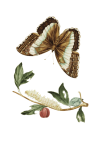 Motýl housenka Vintage Art