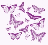 Butterfly Set Stencil Clipart