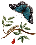 Aquarelle Vintage Papillon