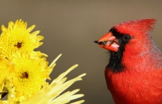 Pássaro Cardeal e Flores Amarelas