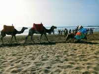 Camellos en Mehdia