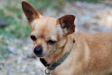 Pes Chihuahua detail