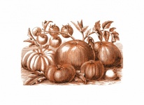 Clipart vintage pumpkins