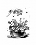 Clipart vintage sundew plant