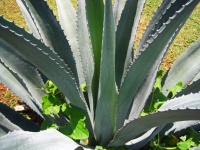 Close View Of Agave Plant