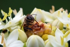 Close view of bee on chincherinchee