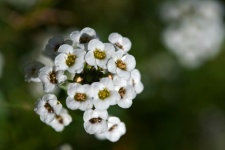 Close view of white sweet alyssum