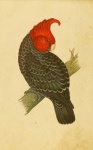 Kaketoe Vintage Vogelkunst