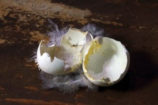 Bucăți de ou de pasăre spart