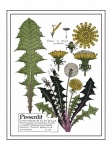 Arta botanică vintage de păpădie