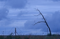 Dead Tree Against Overcast Sky