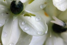 Druppeltjes op witte bloemblaadjes