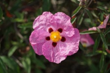 Eglantine, flor rosa mosqueta