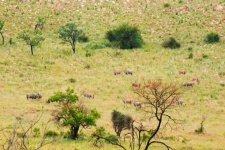 Eland standing on the slope of hill