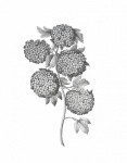 Art vintage de fleurs de sureau