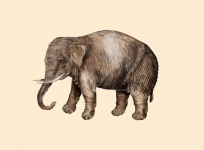 Plakat vintage zwierząt słoń