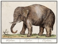 Elefant Vintage Kunst alt
