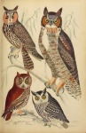 Owl Eagle Owl Vintage Art