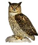 Uil oehoe vogel clipart