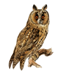 Owl eagle owl bird clipart