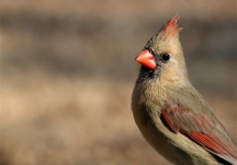 Sfondo di uccello cardinale femmina