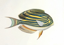 Arte vintage tropical de peces
