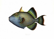Ryba tropikalna sztuka vintage