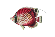 Clipart di arte dell'annata di pesce