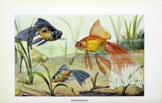 Pisces Goldfish Vintage Art
