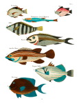 Ilustração de arte vintage de peixes