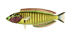 Fish Vintage Painting Clipart