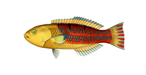 Fish Vintage Painting Clipart