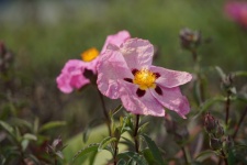 Flor de rosa mosqueta