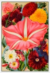 Catálogo de semillas de flores vintage