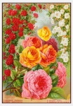 Catálogo de sementes vintage de flores