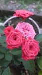 Trädgård rosa rosor