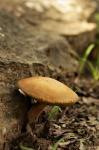 Gold Bolete Mushroom Portrait