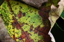 Grape vine leaf changing color