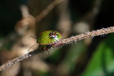 Bug scudo verde e rosa sul ramo