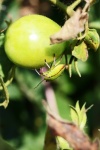 Bug scudo verde e rosa su pomodoro